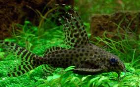 Archivo:Synodontis ornatipinnis aaaaa.jpeg