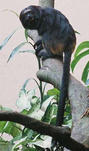 Tamarino negro.jpg