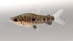 250px-Leporinus cf friderici (juvenile).jpg