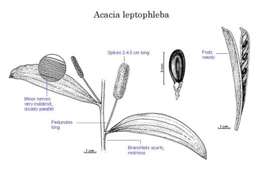 Archivo:Acacia leptophleba 2.jpg