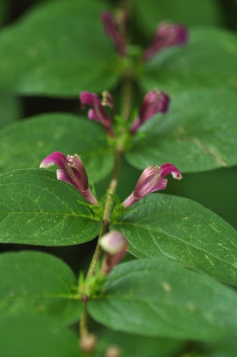 Archivo:Ajuga piskoi 1.jpg
