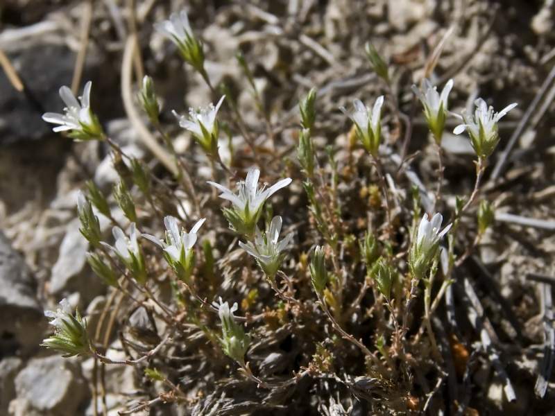 Archivo:Arenaria armerina.jpg