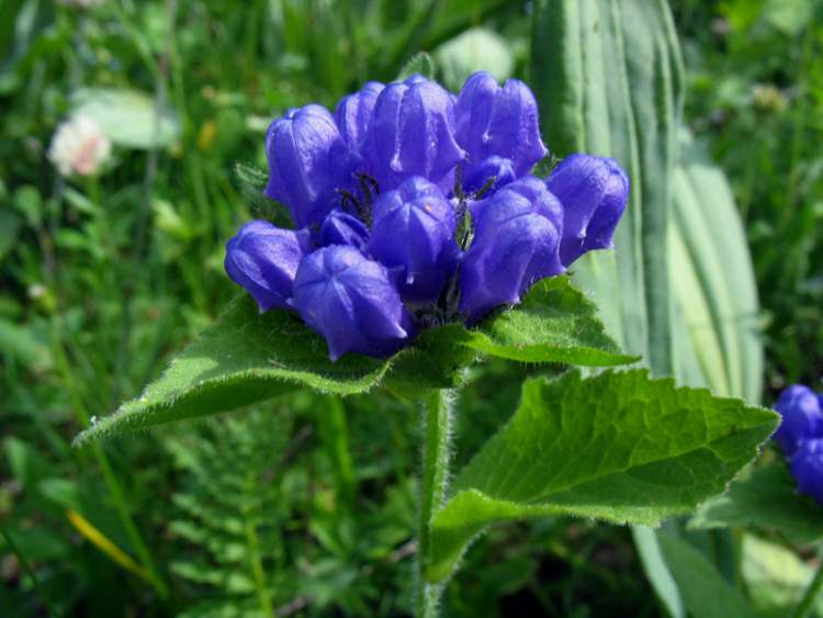 Archivo:Campanula foliosa flor.jpg