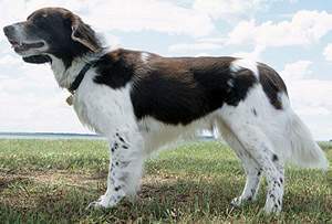 Gran Munsterlander.jpg