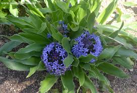 Jacinto del Perú1.jpg