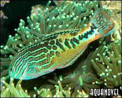 Labrido africano.jpg