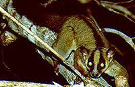 Orejas ahorquilladas.jpg