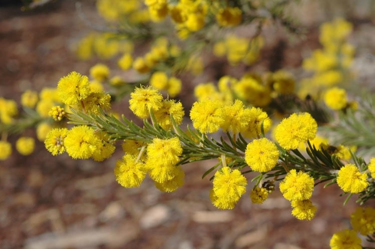 Archivo:Acacia gordonii 2.jpg