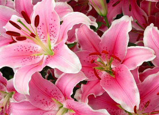 Archivo:Flores-de-lilium-rosa.jpg