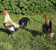 Gallina combatiente ingles.jpg