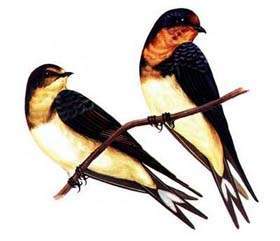 Golondrina cola tijera.jpg