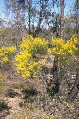 Acacia lauta.jpg