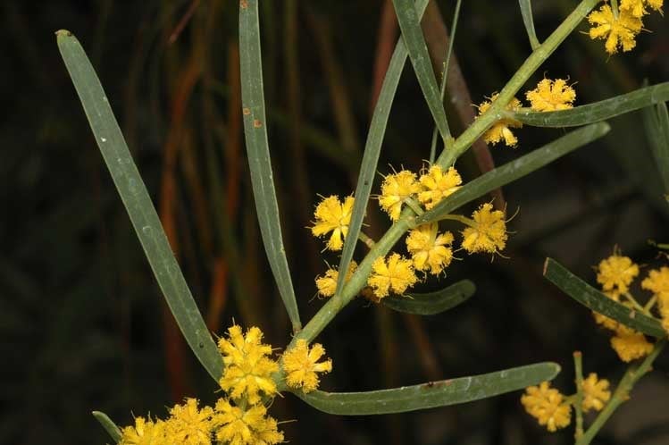 Archivo:Acacia ligulata 4.jpg