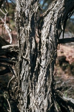 Archivo:Acacia ligustrina 4.jpg