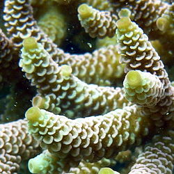 Acropora millepora, coralitos.jpeg.jpeg