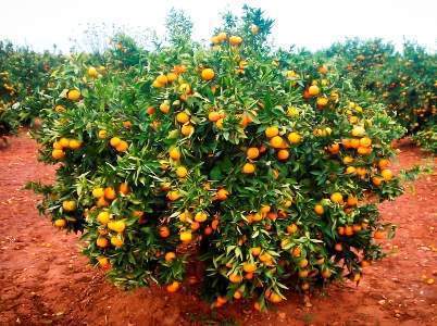 Archivo:Arbol de Mandarino.jpg