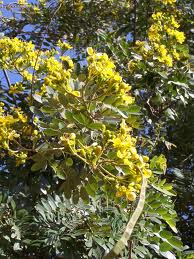 Cassia siamea lam.jpg