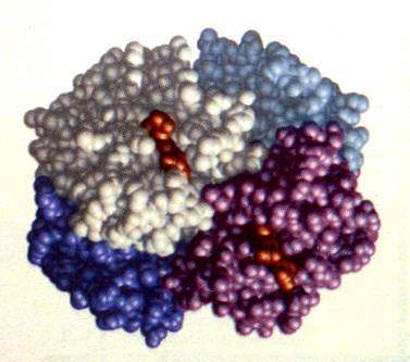 Estructura cuaternaria de las proteínas.jpg