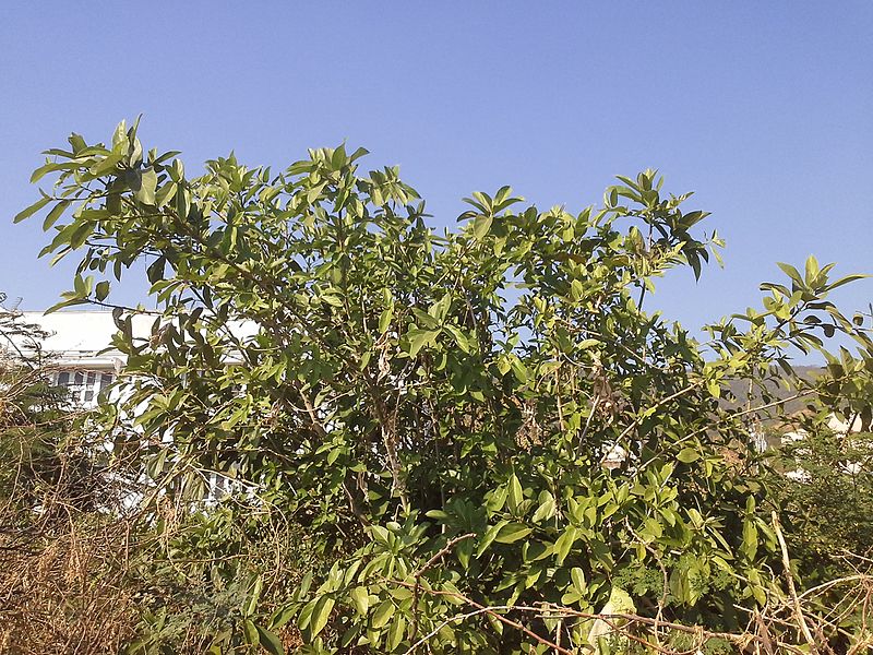 Archivo:Ficus hispida.jpg