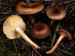 Hygrophorus hypothejus.jpg