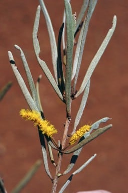 Archivo:Acacia fuscaneura 4.jpg