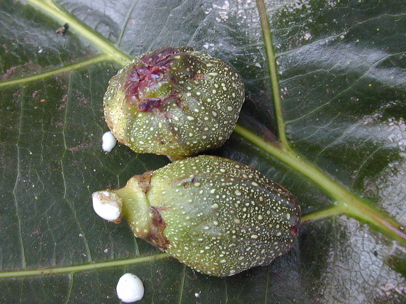 Archivo:Ficus pseudopalma 3.jpg