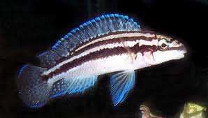 Julidochromis dickfeldi.jpeg