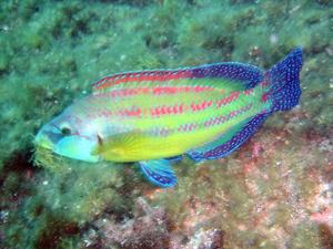 Archivo:Peto Symphodus tinca.jpg