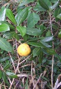 Pouteria sessiliflora.jpg