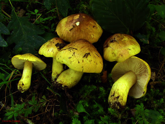 Archivo:Tricholoma viridifucatum.jpg
