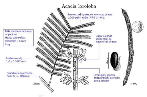 Archivo:Acacia loroloba.jpg