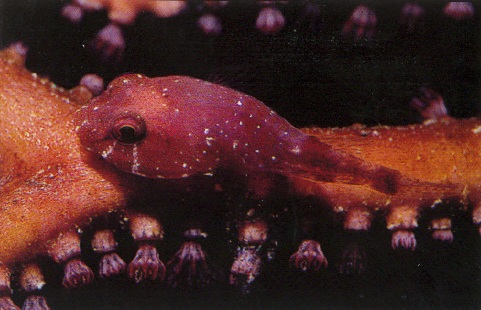 Archivo:Arcos rubiginosus.jpg