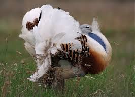 Avutarda hubara 2.jpg