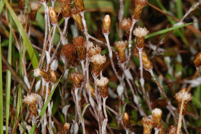 Archivo:Helichrysum filicaule 1.jpg