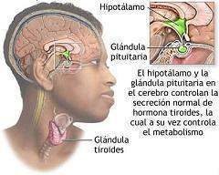 Hipotiroides.jpg