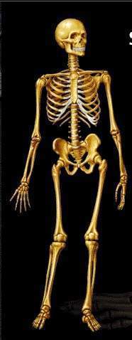 Huesos del cuerpo humano.jpg