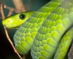 Mamba verde del este1.jpg