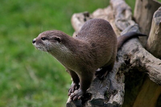 Archivo:Nutria-Fauna-y-Flora-del-Parque-Nacional-de-Aiguestortes-.jpg