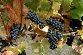 Pinot Noir1.jpeg