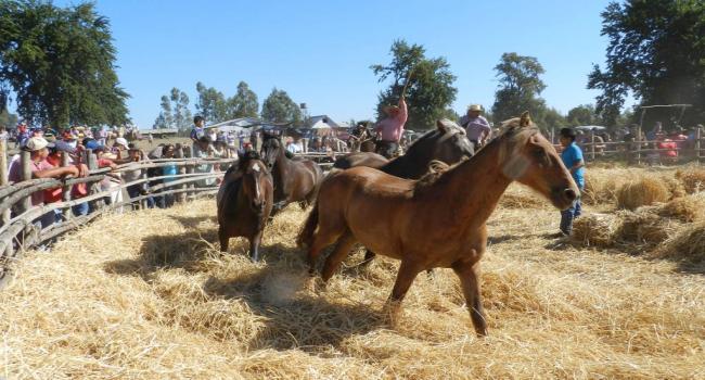 Archivo:Sector San Vicente, Trilla a Yegua Suelta.jpg