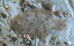 Trinectes maculatus.jpg