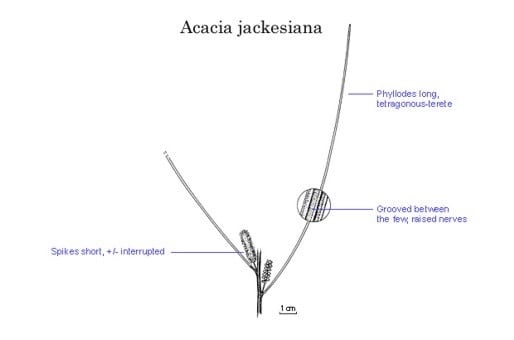 Archivo:Acacia jackesiana.jpg