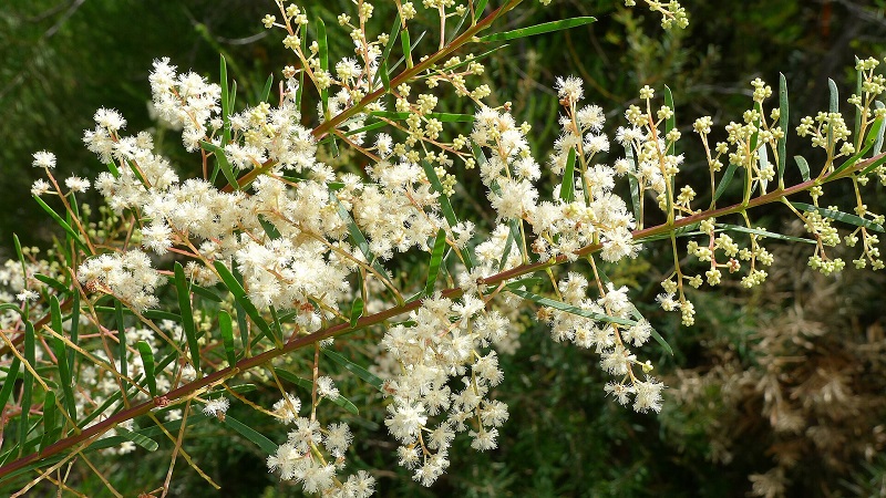 Archivo:Acacia linifolia 2.jpg