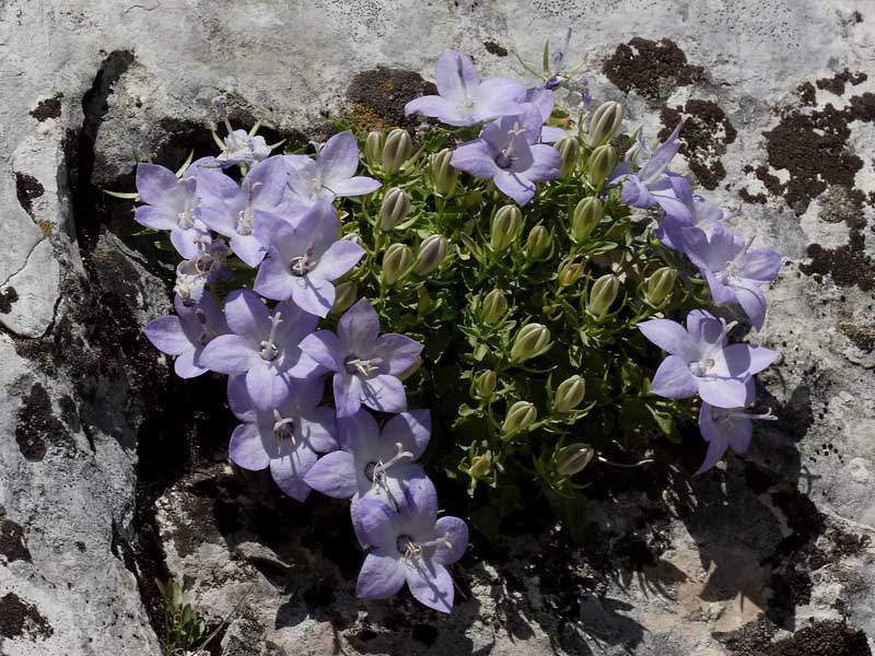 Archivo:Campanula fragilis 1.jpg