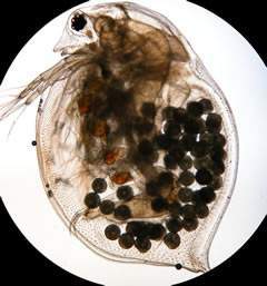 Daphnia.jpg