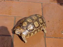 Kinixys belliana 1.jpeg