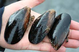 Mejillón de Chile.jpg