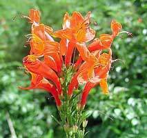 Tecomaria capensis flores.jpg