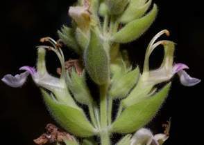 Teucrio amarillo.jpg