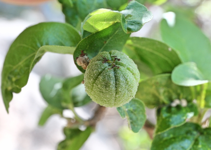 Archivo:Croton magneticus 3.jpg